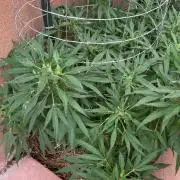 Mixed Organic Photo Outdoor