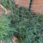 Mixed Organic Photo Outdoor