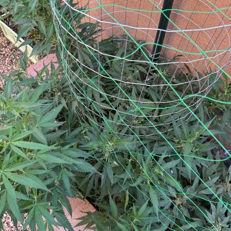 Mixed Organic Photo Outdoor