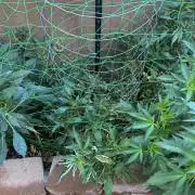 Mixed Organic Photo Outdoor