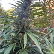 ETHOS Grandpas Cookies Multipack 2024