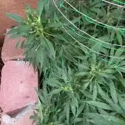 Mixed Organic Photo Outdoor