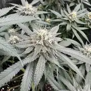 Pre-98 Bubba BX2 & Island Punch