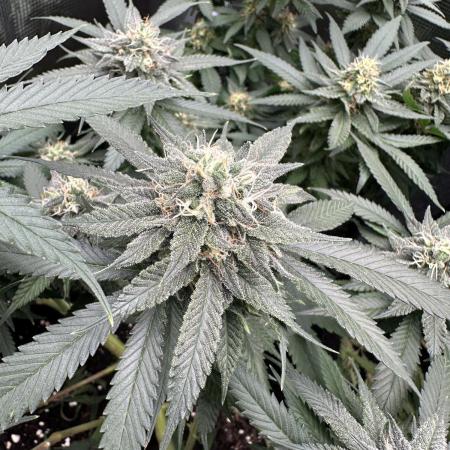 Pre-98 Bubba BX2 & Island Punch
