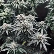 Pre-98 Bubba BX2 & Island Punch