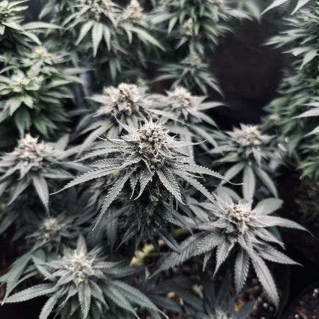 Pre-98 Bubba BX2 & Island Punch