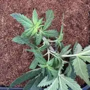Pre-98 Bubba BX2 & Island Punch