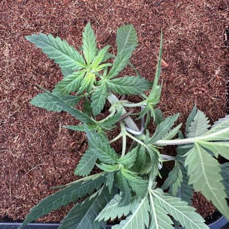 Pre-98 Bubba BX2 & Island Punch