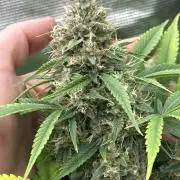 42 fast bud Bunch