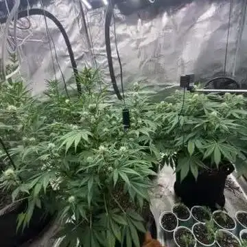 42 fast bud Bunch