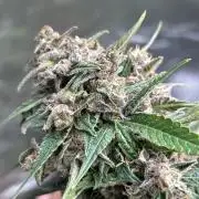 42 fast bud Bunch