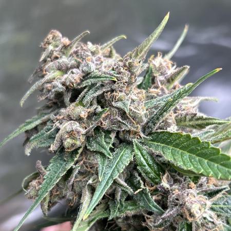 42 fast bud Bunch