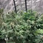 42 fast bud Bunch