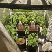 Fast buds Gelato