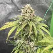 Fastbuds grow