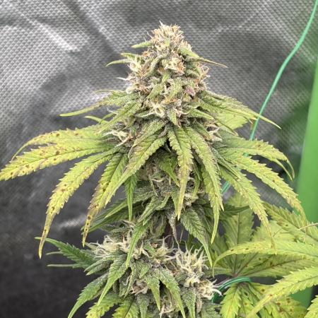 Fastbuds grow