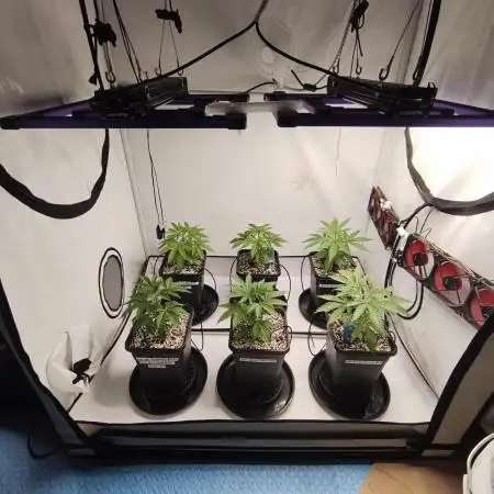 COCO Grow Big Tent 3 Strains - 6 Plants
