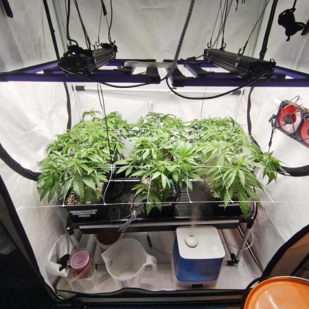 COCO Grow Big Tent 3 Strains - 6 Plants
