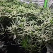 Bubblegum xl