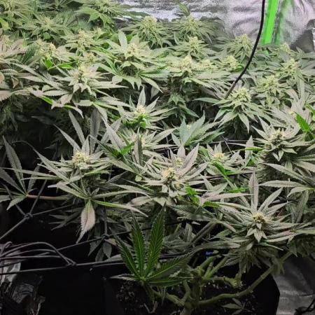 Bubblegum xl