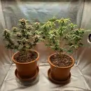 Purple Lemonade and Royal Gorilla