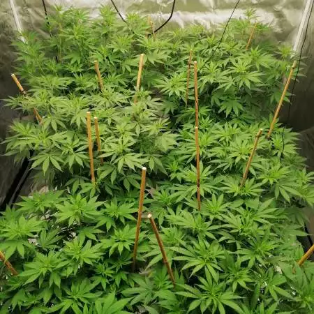 purple trainwreck , white window 