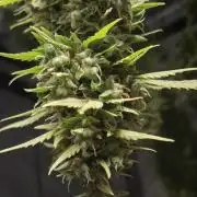 Dosidos Auto/Purple Punch Auto
