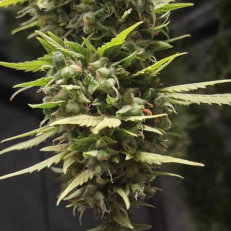 Dosidos Auto/Purple Punch Auto
