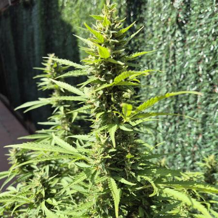 Dosidos Auto/Purple Punch Auto