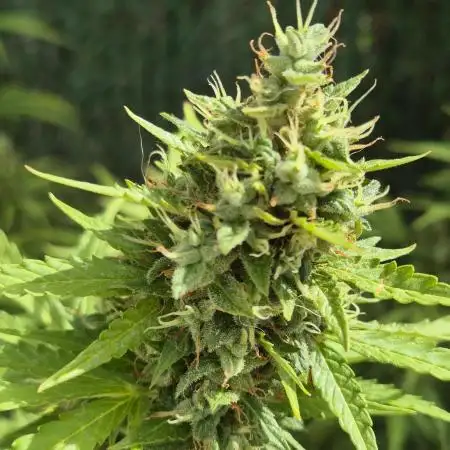 Dosidos Auto/Purple Punch Auto