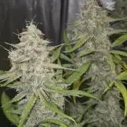 Dosidos Auto/Purple Punch Auto