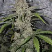 Dosidos Auto/Purple Punch Auto