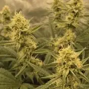 Dosidos Auto/Purple Punch Auto