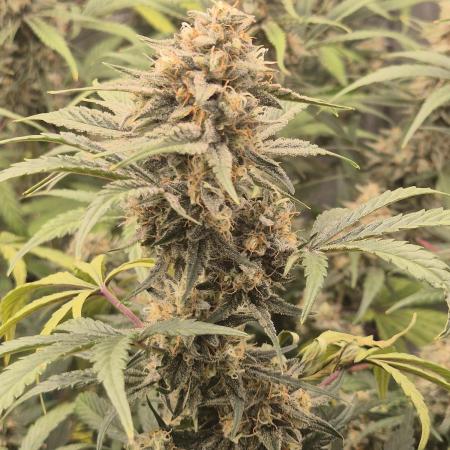 Dosidos Auto/Purple Punch Auto