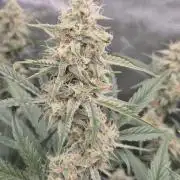 Dosidos Auto/Purple Punch Auto