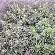 Dosidos Auto/Purple Punch Auto