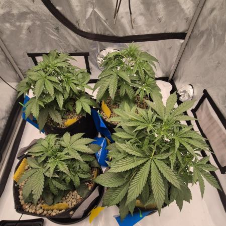 Dosidos Auto/Purple Punch Auto