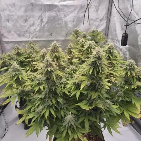 Orange Bud