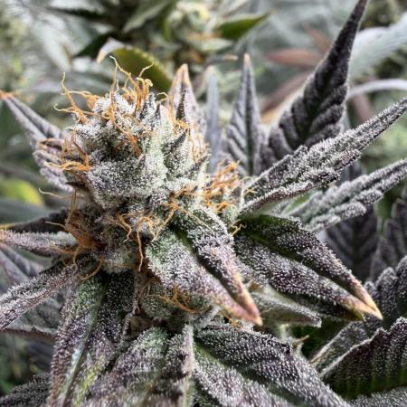 Lemon Cherry Gelato