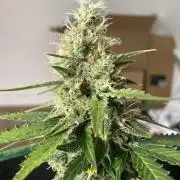 Mimosa Cake Auto