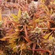 Blue Martini Wet - Annibale Genetics