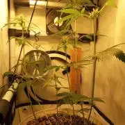 OG kush Micro grow
