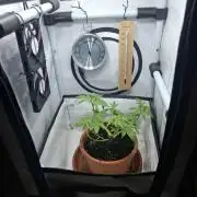 Masterkush Micro Grow