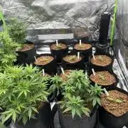Mixed strain AUTO tent