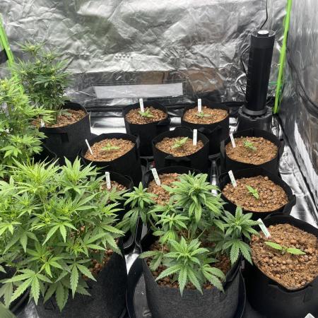 Mixed strain AUTO tent