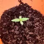 Outdoor autos 
