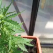 Northern Lights (2nd grow in 2026)