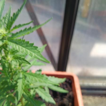 Northern Lights (2nd grow in 2026)