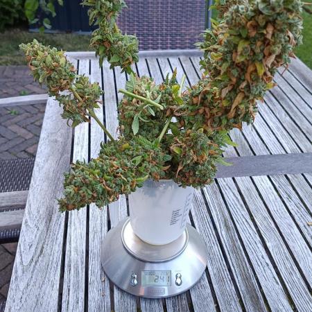 First Grow 2026