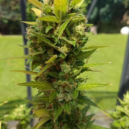 First Grow 2026